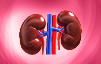 A kidney